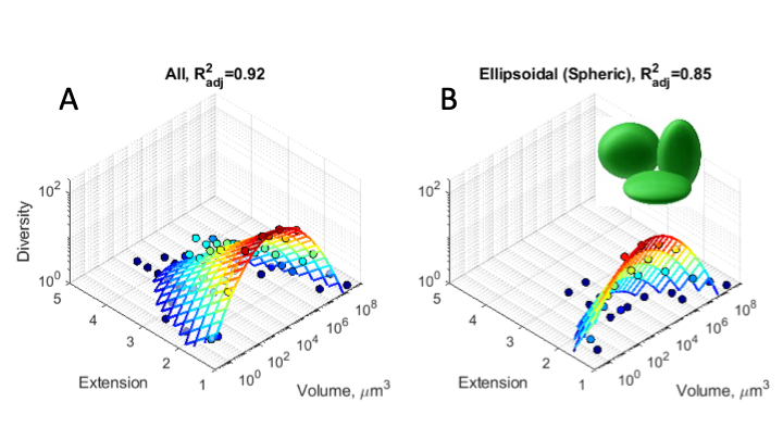 Featured illustration for: New Publication: Shape matters: cell geometry determines phytoplankton diversity
